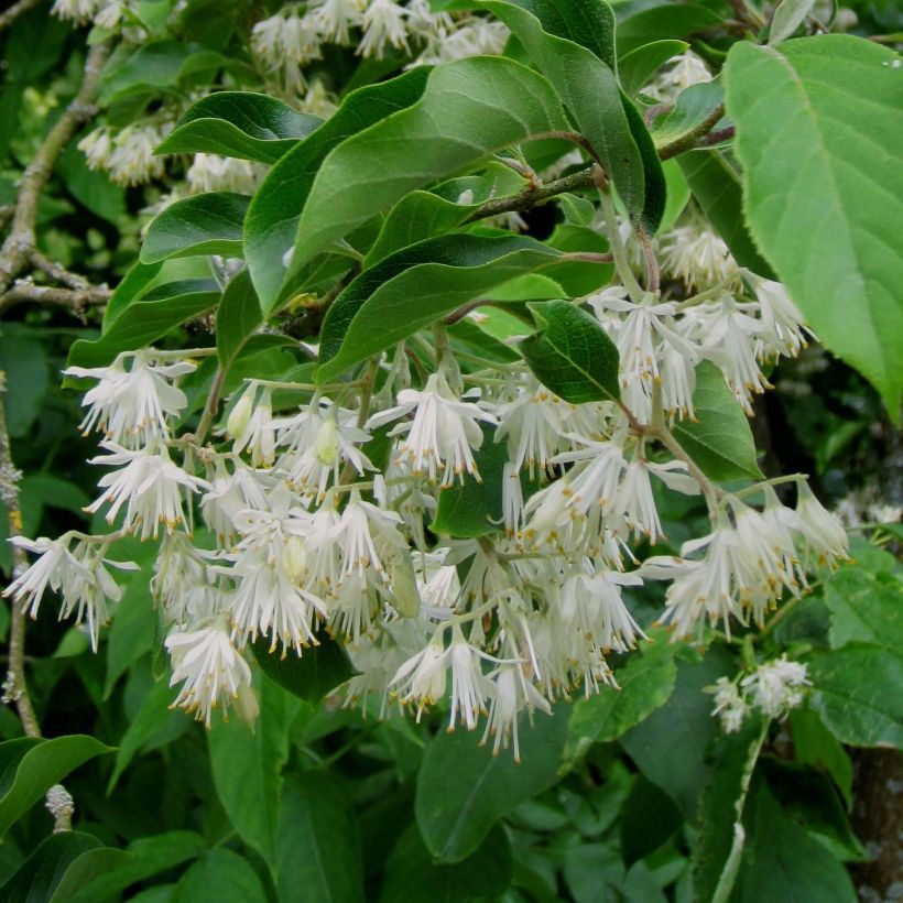 Pterostyrax corymbosa - Flügelstorax (Blüte)