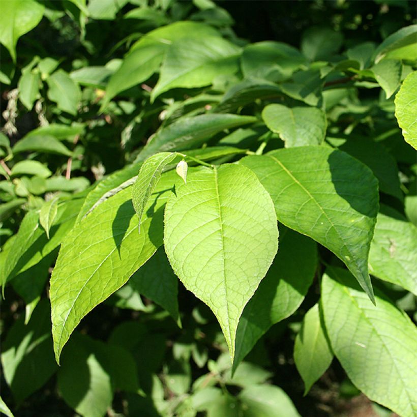 Pterostyrax hispida - Flügelstorax (Laub)