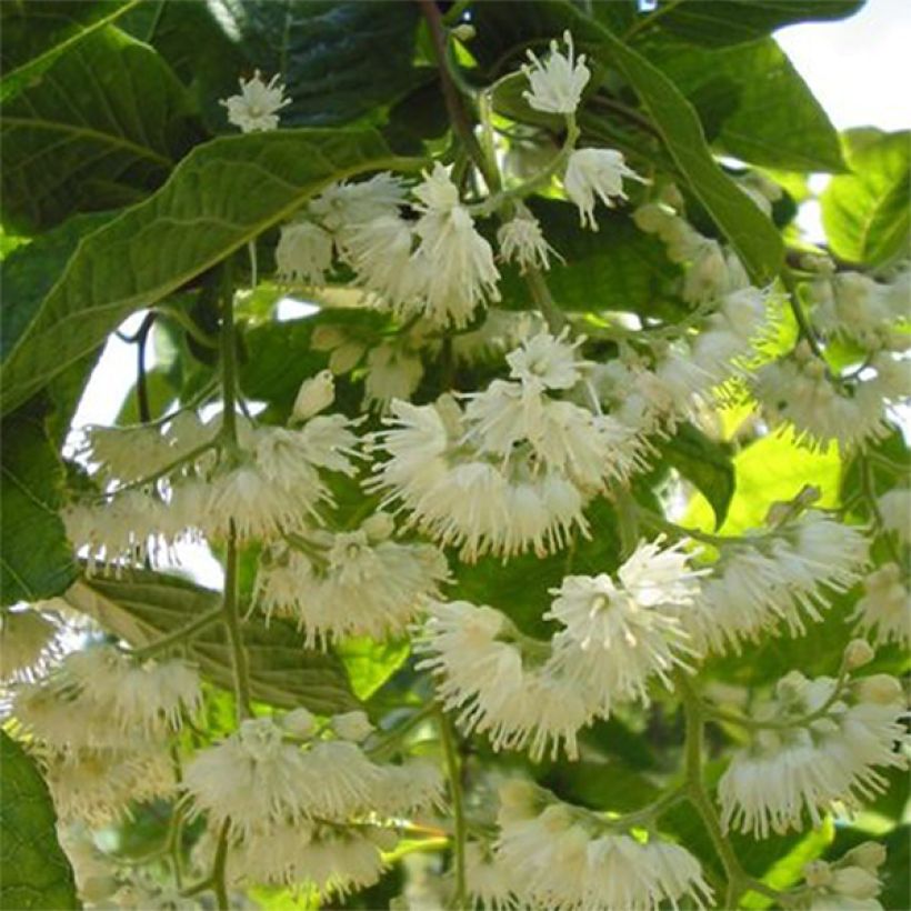 Pterostyrax hispida - Flügelstorax (Blüte)