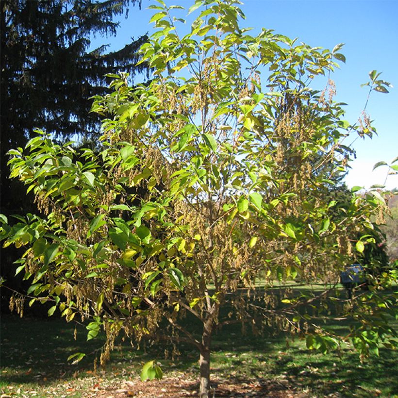 Pterostyrax hispida - Flügelstorax (Hafen)