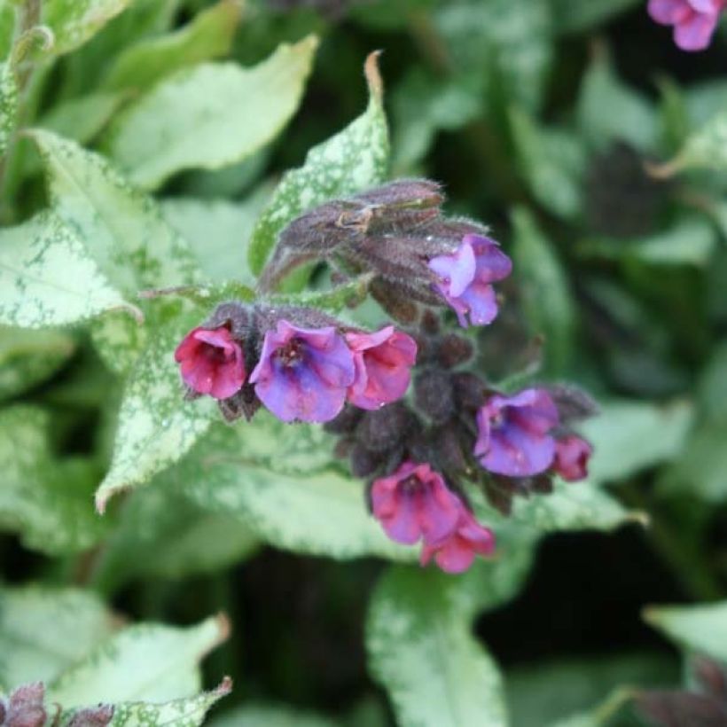 Lungenkraut Majesté - Pulmonaria (Blüte)