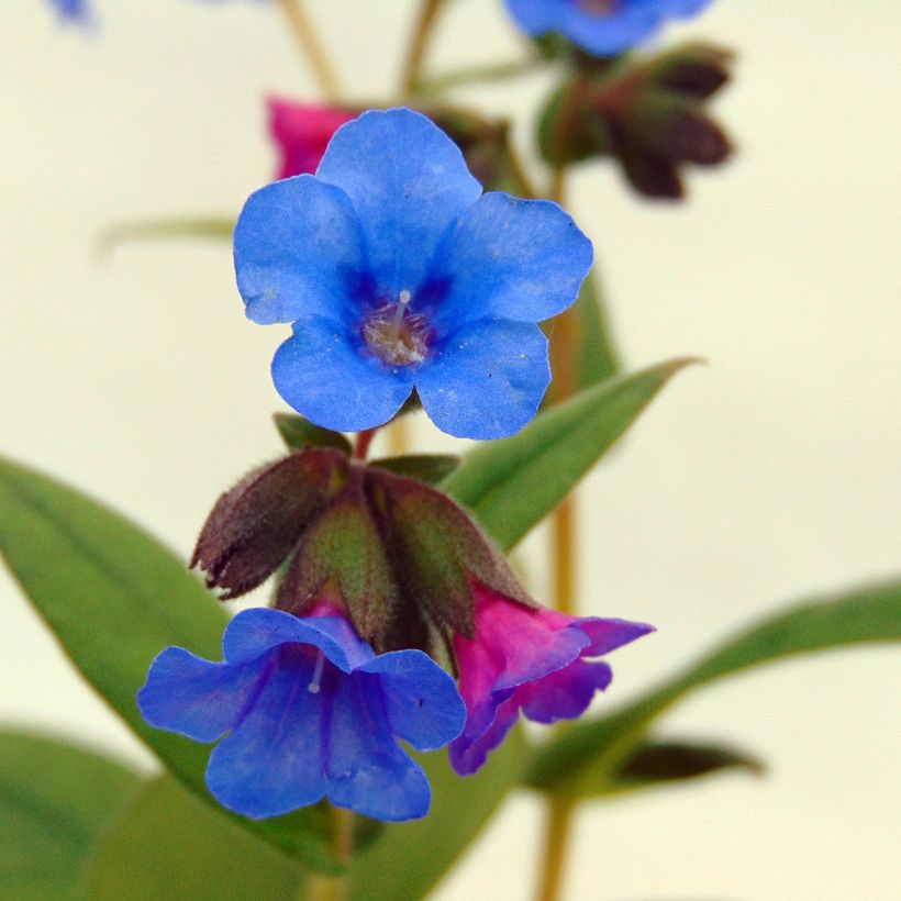 Lungenkraut Blue Ensign - Pulmonaria (Blüte)