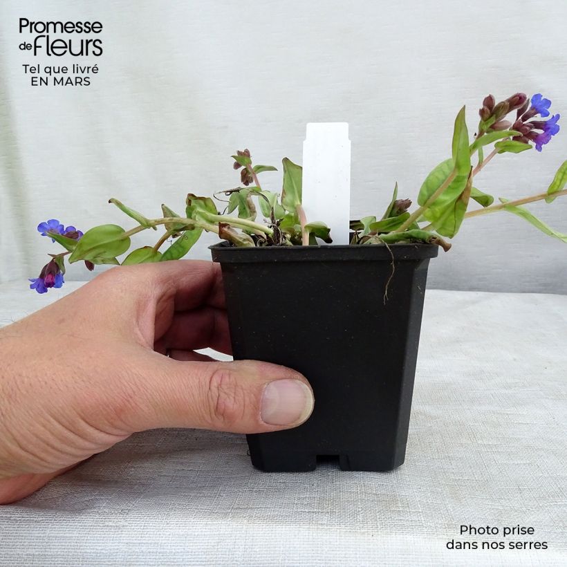 Exemplar von Pulmonaire hybride - Pulmonaria Blue Ensign en godet de 8/9 cm wie im Winter geliefert