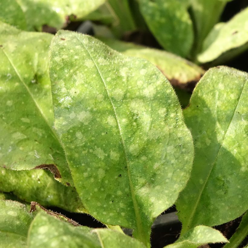 Lungenkraut Diane Clare - Pulmonaria (Laub)