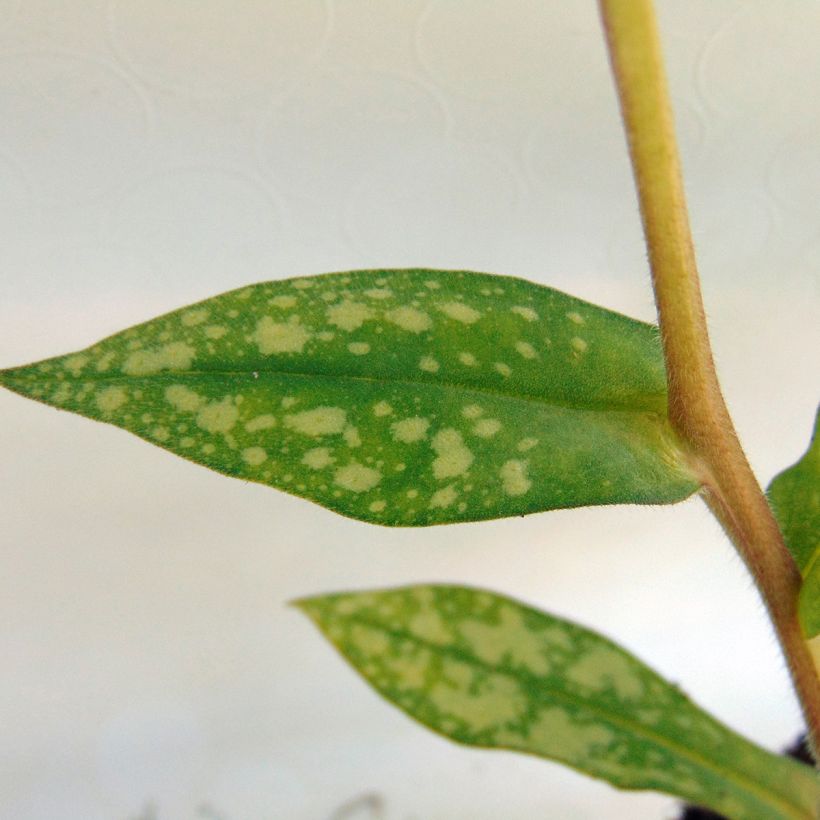 Lungenkraut Margery Fish - Pulmonaria (Laub)