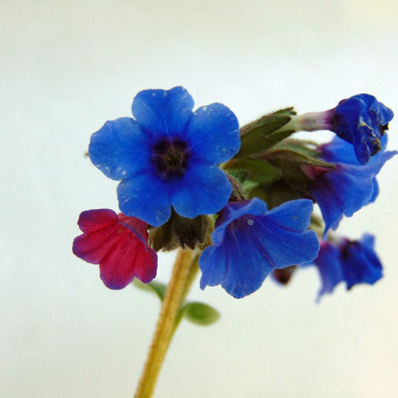 Lungenkraut Margery Fish - Pulmonaria (Blüte)