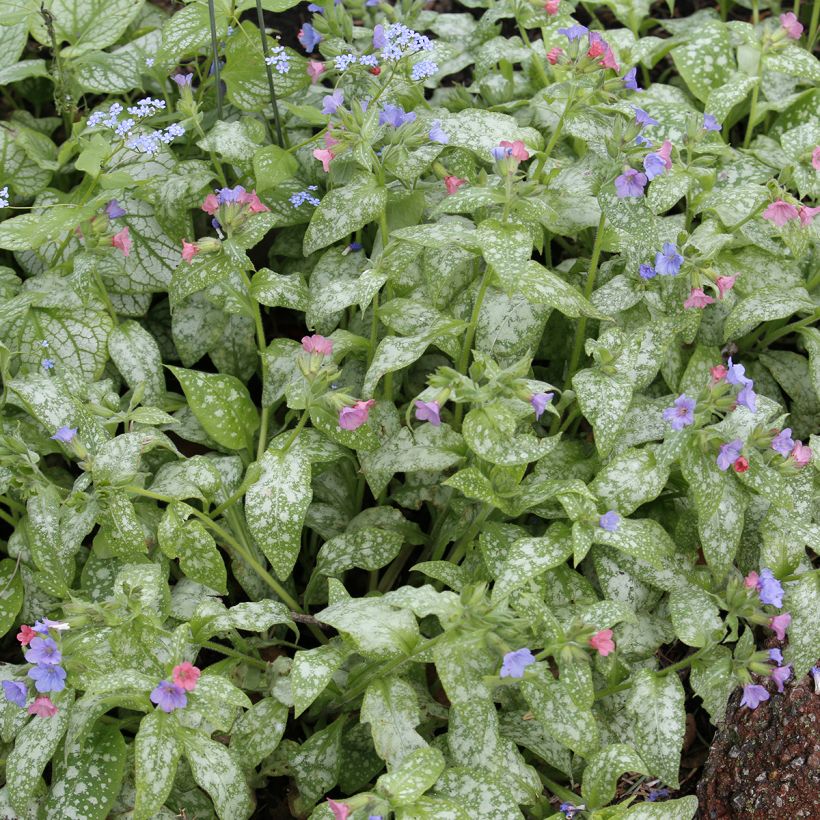 Lungenkraut Raspberry Splash - Pulmonaria (Laub)