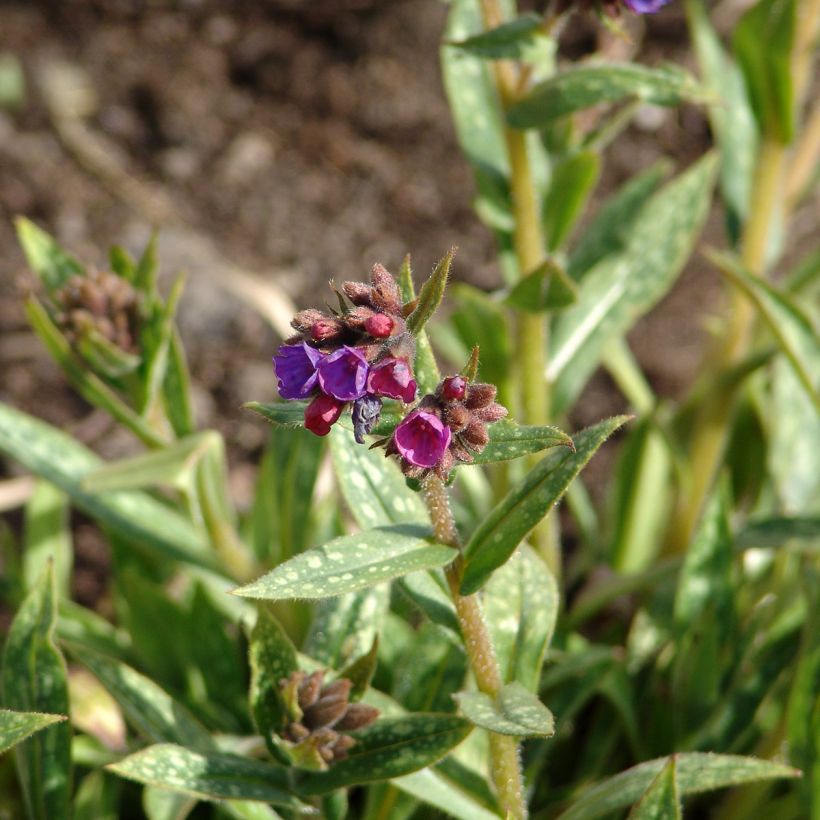 Lungenkraut Raspberry Splash - Pulmonaria (Blüte)