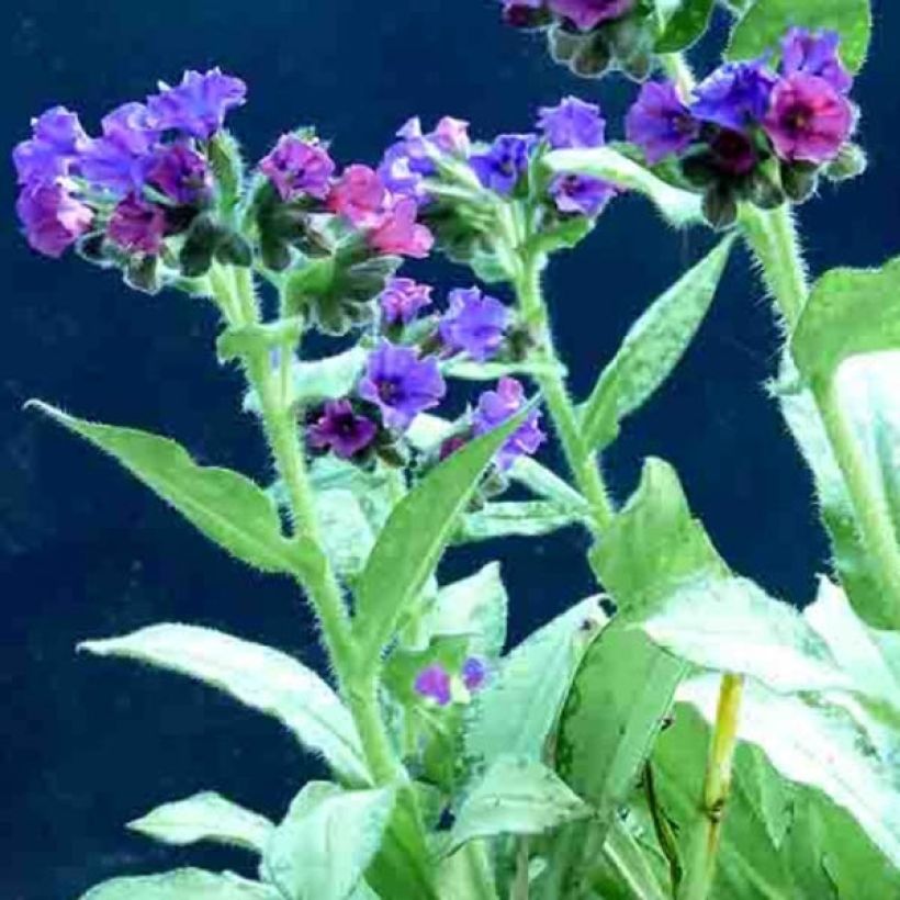 Lungenkraut Diane Clare - Pulmonaria (Blüte)