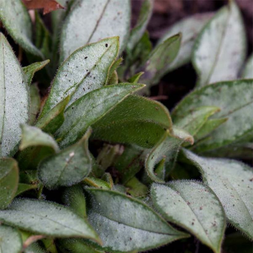 Lungenkraut Samourai - Pulmonaria (Laub)