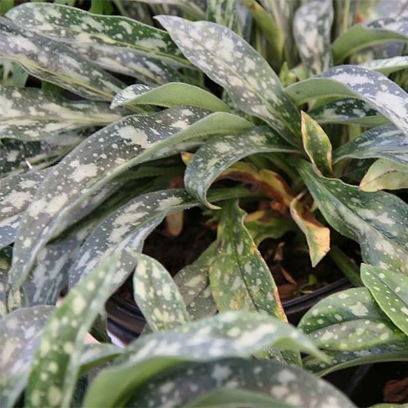 Langblättriges Lungenkraut E.B Anderson - Pulmonaria (Laub)