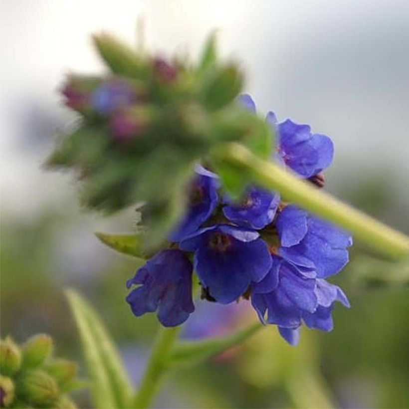 Langblättriges Lungenkraut E.B Anderson - Pulmonaria (Blüte)