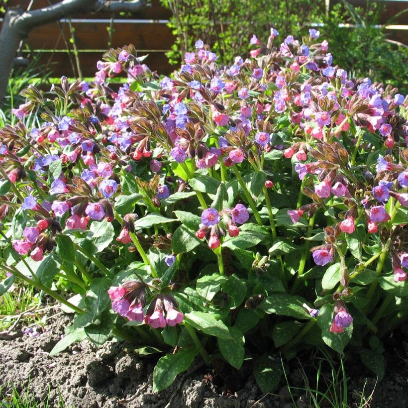 Echtes Lungenkraut - Pulmonaria officinalis (Hafen)