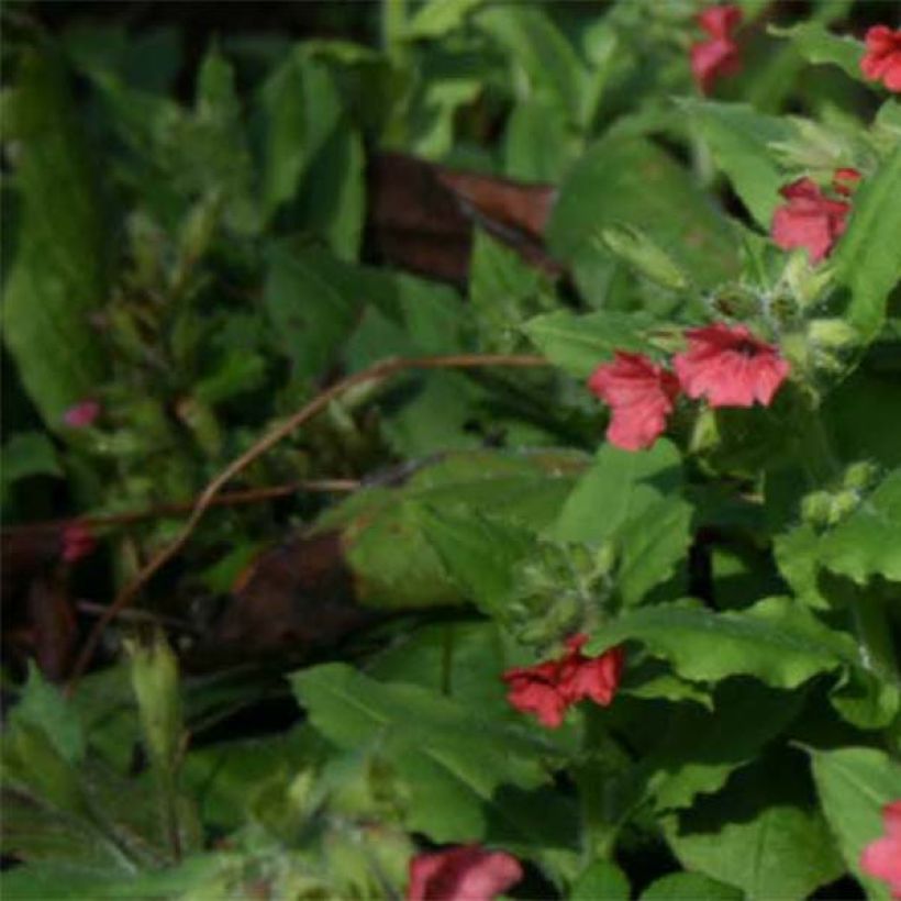 Rotes Lungenkraut - Pulmonaria rubra (Laub)