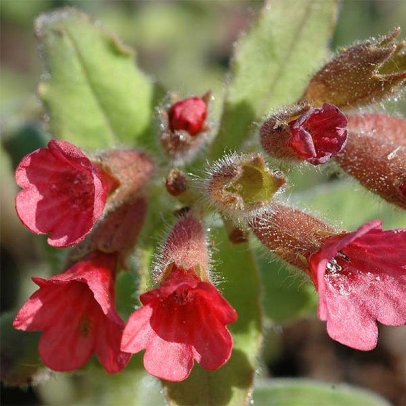 Rotes Lungenkraut - Pulmonaria rubra (Blüte)