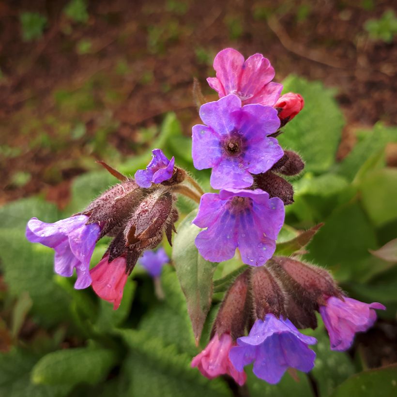 Lungenkraut Mrs Moon - Pulmonaria (Blüte)