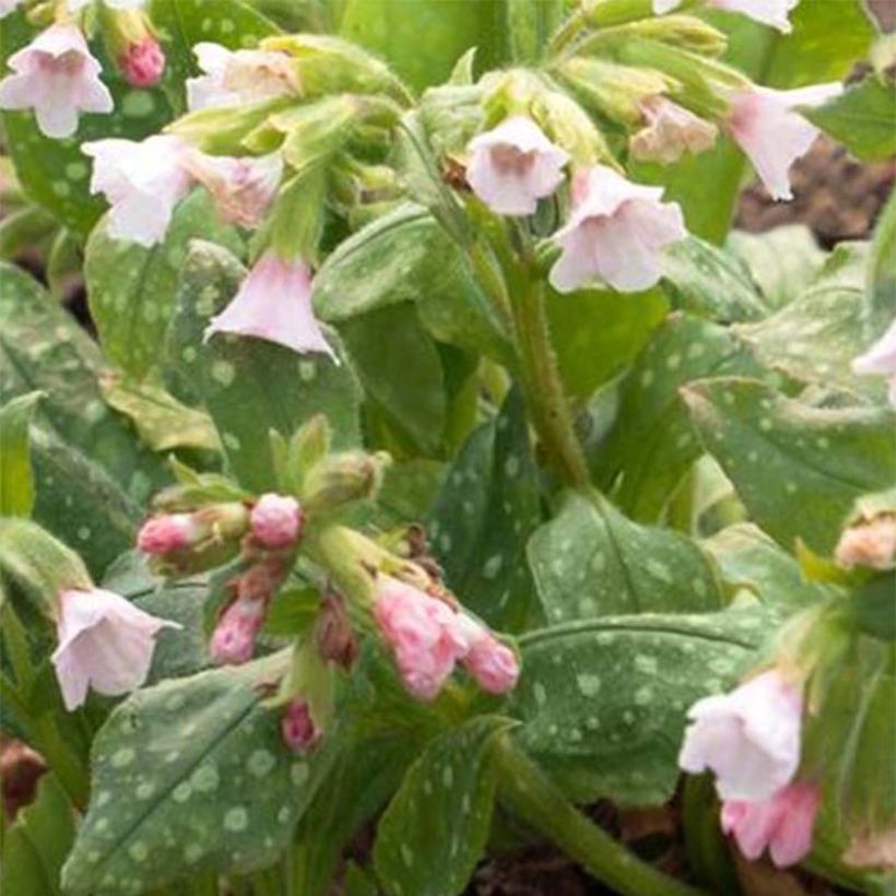 Lungenkraut Pierre's Pure Pink - Pulmonaria (Blüte)