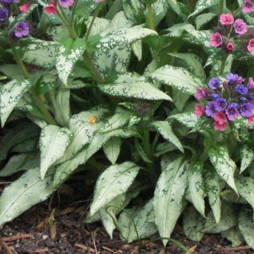 Lungenkraut Silver Bouquet - Pulmonaria (Laub)