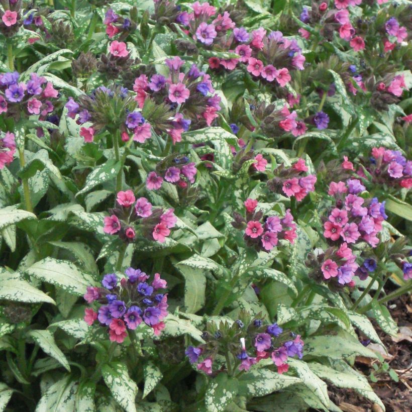 Lungenkraut Silver Bouquet - Pulmonaria (Blüte)