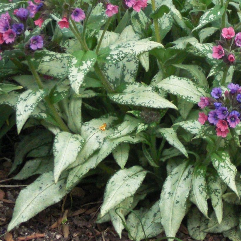 Lungenkraut Silverado - Pulmonaria (Laub)