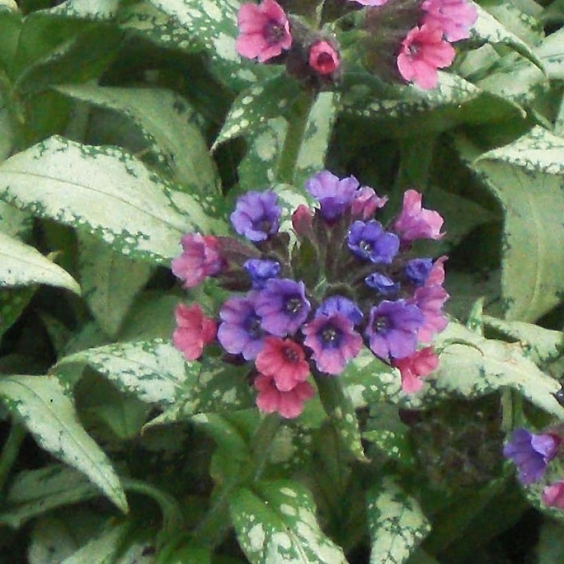 Lungenkraut Silverado - Pulmonaria (Blüte)