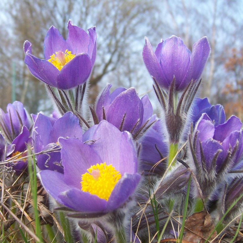 Küchenschelle - Pulsatilla patens (Blüte)