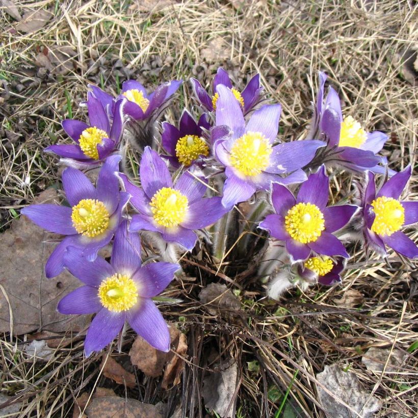 Küchenschelle - Pulsatilla patens (Hafen)