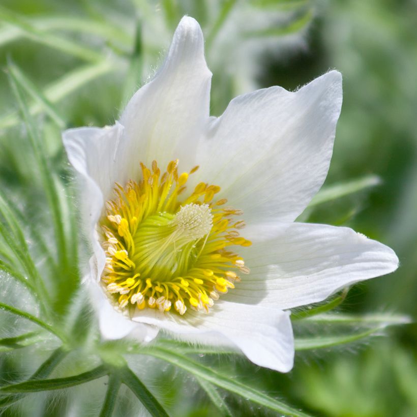 Küchenschelle Alba - Pulsatilla vulgaris (Blüte)