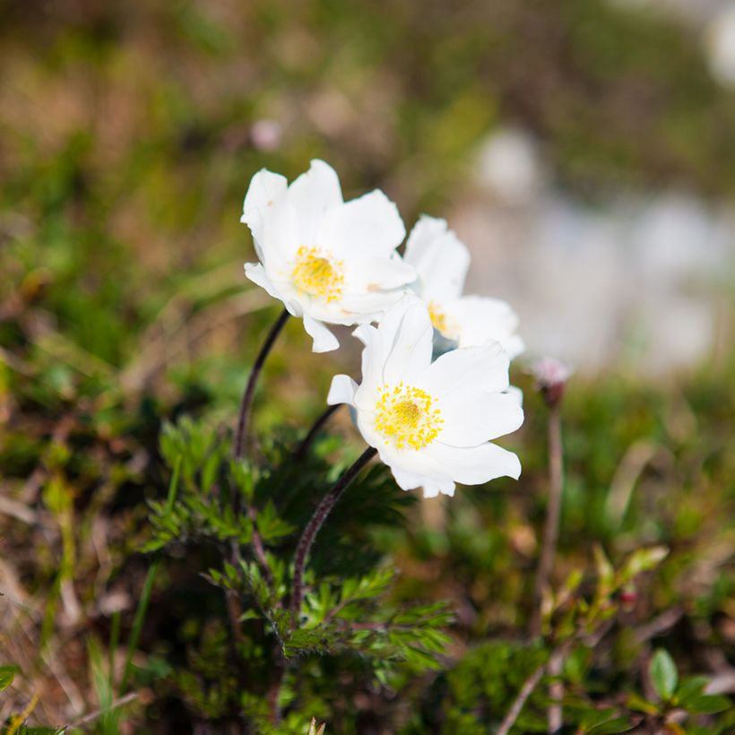 Küchenschelle Alba - Pulsatilla vulgaris (Hafen)