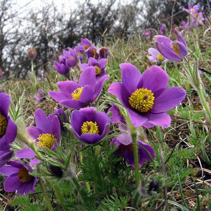 Küchenschelle Violet - Pulsatilla vulgaris (Blüte)