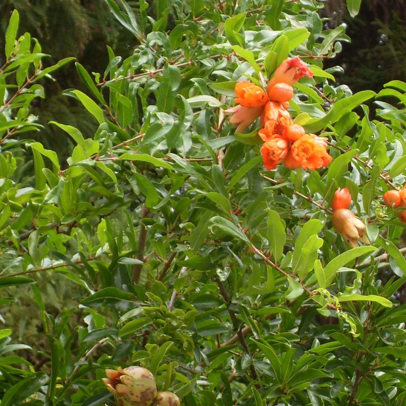 Punica granatum Maxima Rubra - Granatapfelbaum (Laub)