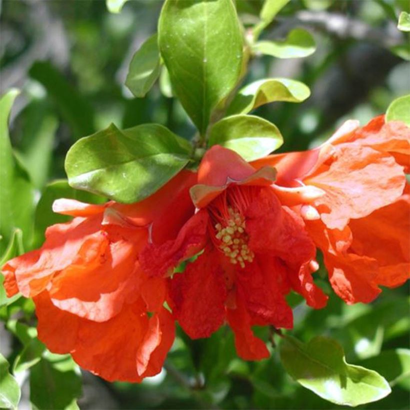 Punica granatum Maxima Rubra - Granatapfelbaum (Blüte)