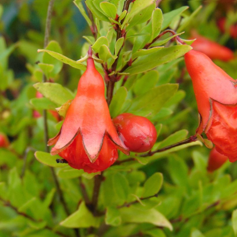 Granatapfelbaum Nana - Punica granatum (Blüte)