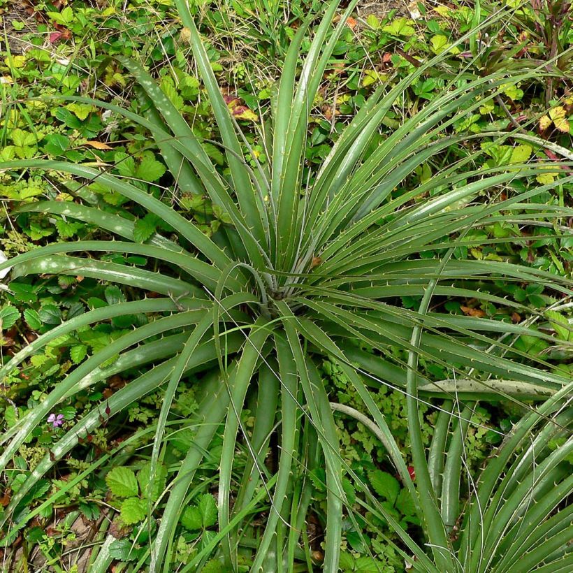 Puya alpestris (Laub)