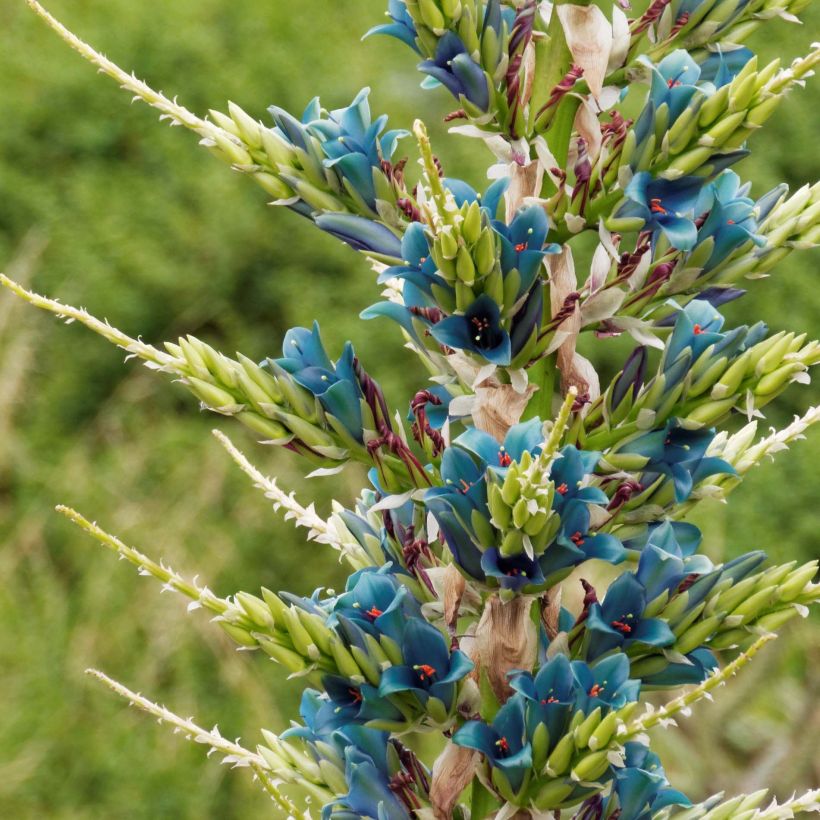 Puya alpestris (Blüte)