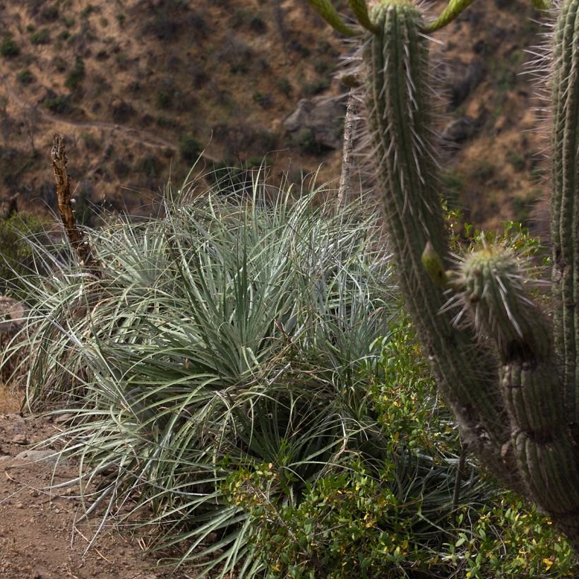 Puya alpestris (Hafen)