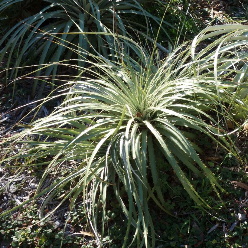 Puya berteroniana (Laub)