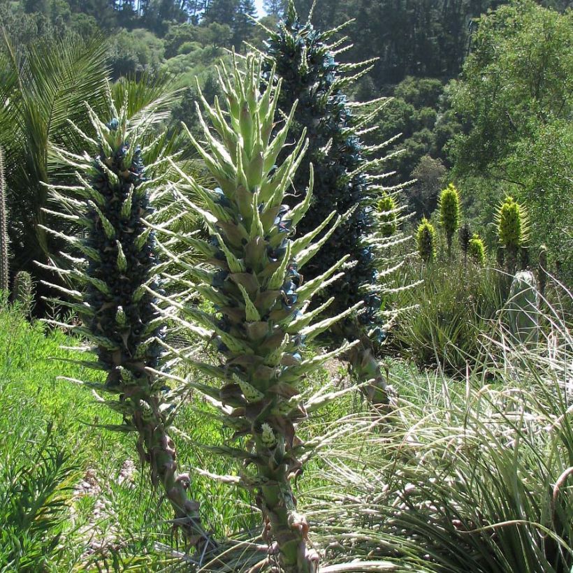 Puya berteroniana (Hafen)