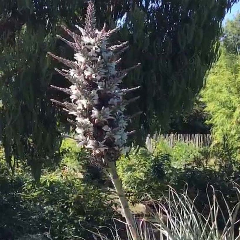 Puya castellanosii (Blüte)