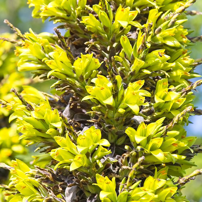 Puya chilensis (Blüte)