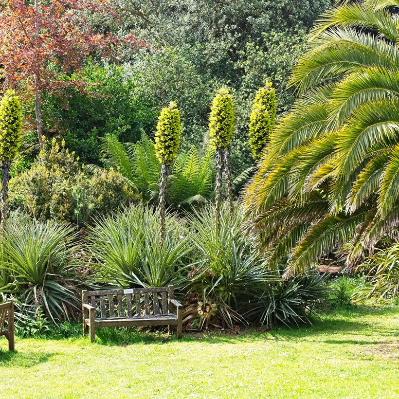 Puya chilensis (Hafen)