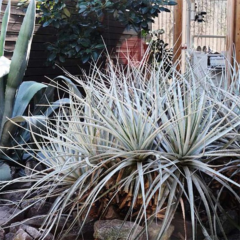 Puya harmsii (Hafen)