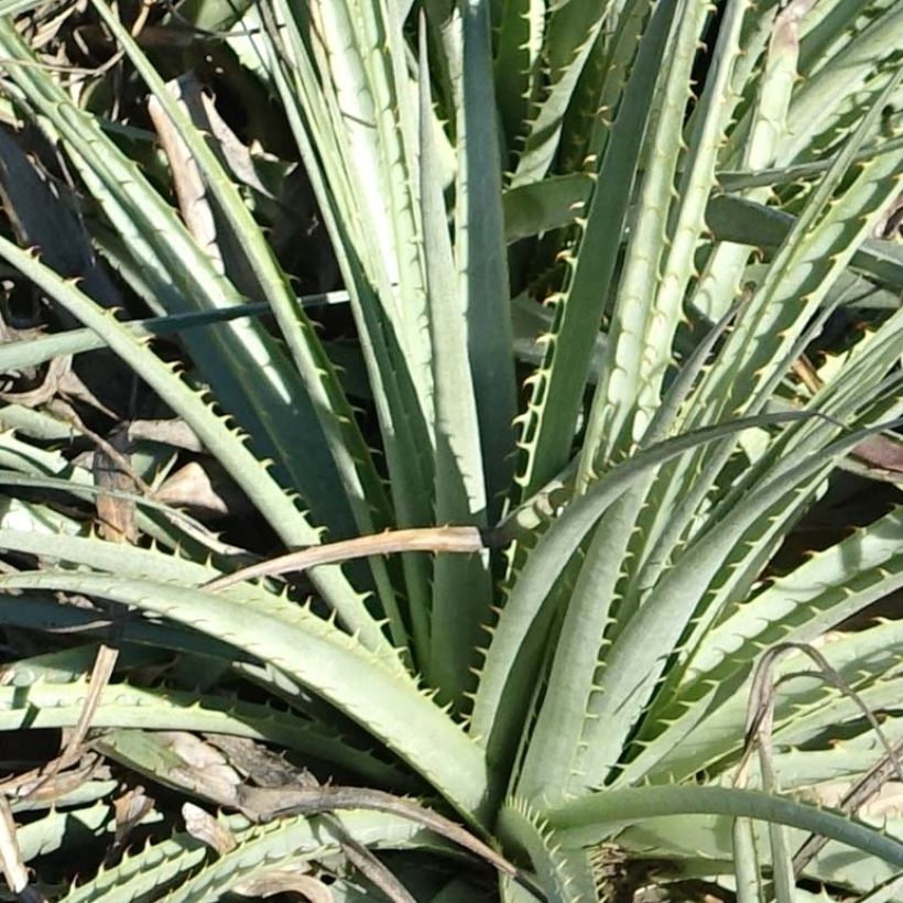 Puya venusta (Laub)