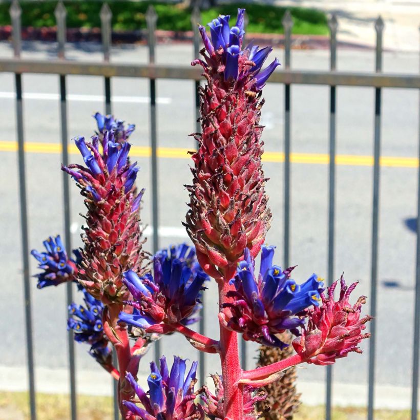 Puya venusta (Blüte)