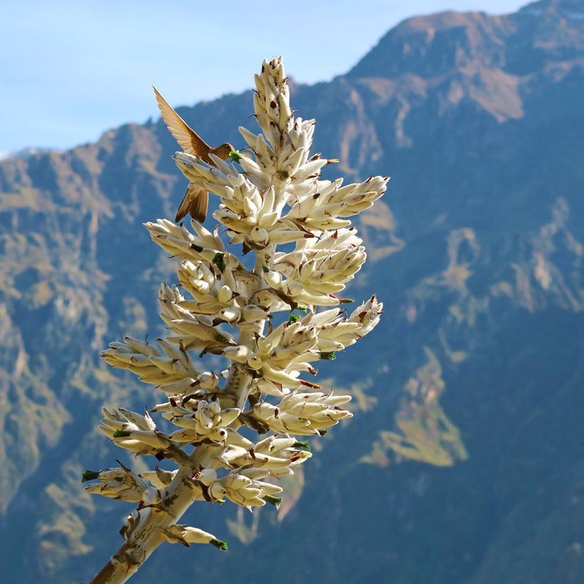 Puya weberbaueri (Blüte)