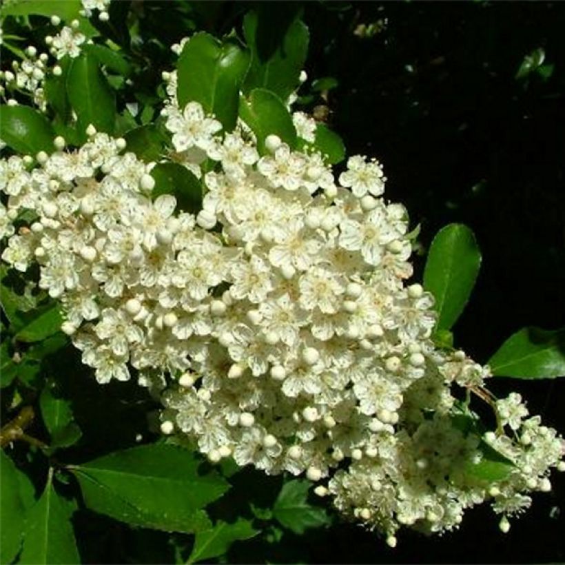 Feuerdorn Golden Charmer - Pyracantha (Blüte)