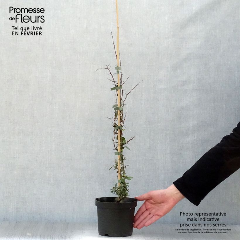 Exemplar von Pyracantha Golden Charmer - Buissont ardent Pot de 2L/3L wie im Winter geliefert