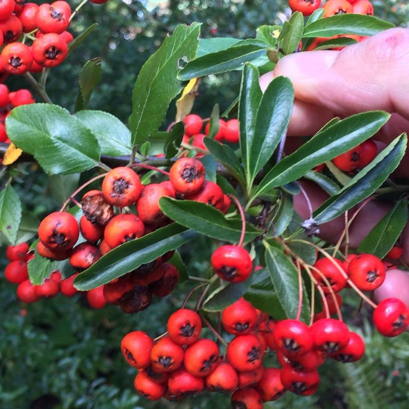 Feuerdorn Mohave - Pyracantha coccinea (Laub)