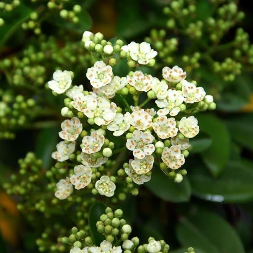 Feuerdorn Mohave - Pyracantha coccinea (Blüte)