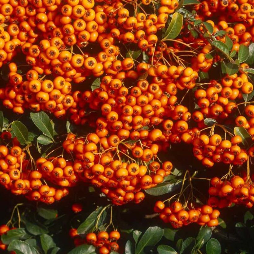 Feuerdorn SAPHYR Orange - Pyracantha coccinea (Ernte)